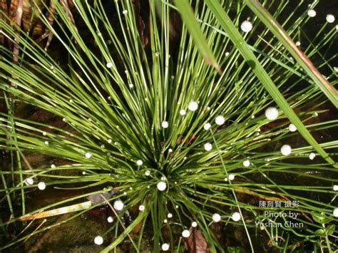 穀精水草|44.連萼穀精草 Eriocaulaceae 學名： Koern.